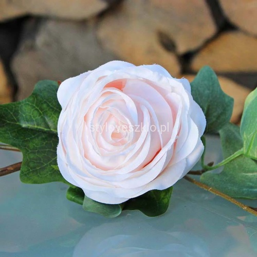 RÓŻA JASNORÓŻOWA.jpg