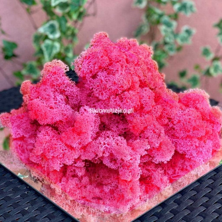 mech-reniferowy-ciemny roz.jpg