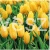 serwetki-zolte-tulipany-33-cm-20-szt.jpg