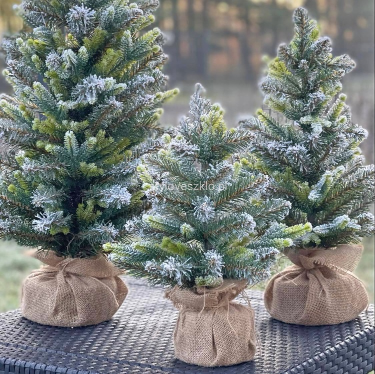 cyprys frost w jucie.jpg