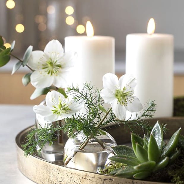 swieca zwyczajna biala fi7.jpg