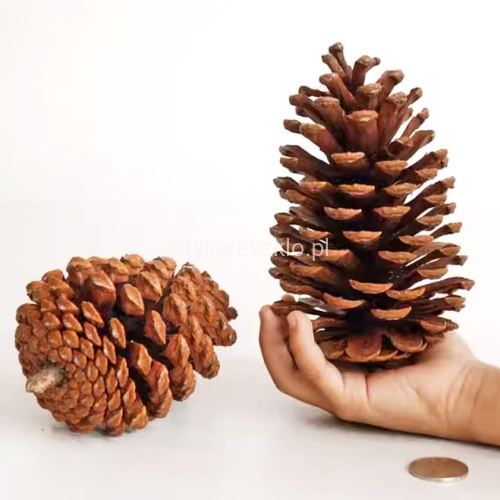 szyszka sosny gigant pinus Martima 18 cm.jpg
