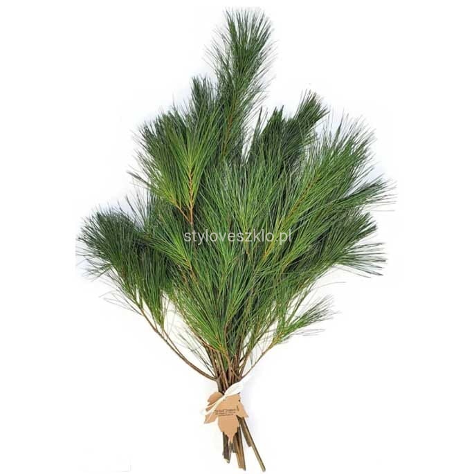 galezie sosna wejmutka .jpg