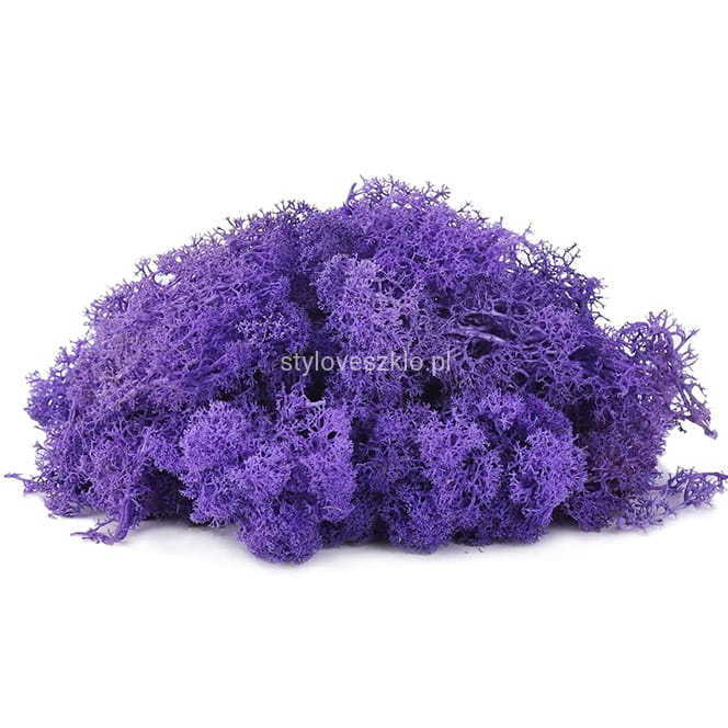 mech reniferowy chrobotek fioletowy.jpg