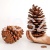 szyszka sosny gigant pinus Martima 18 cm.jpg