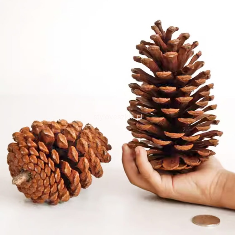 szyszka sosny gigant pinus Martima 18 cm.jpg