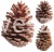 szyszki pinus martima.jpg
