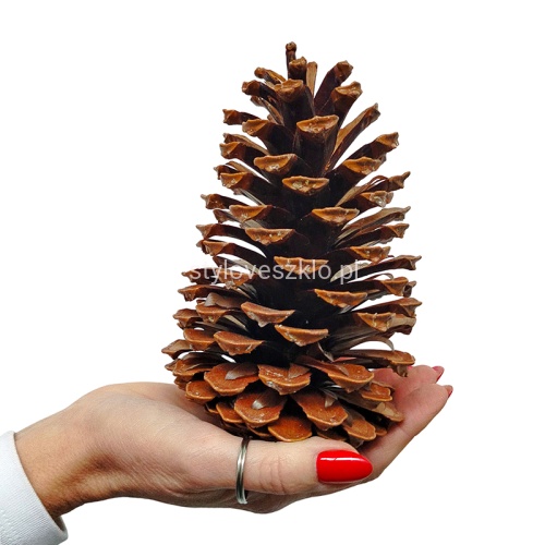 SZYSZKA PINUS MARITIMA 16-18 CM.jpg