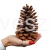SZYSZKA PINUS MARITIMA 16-18 CM.jpg