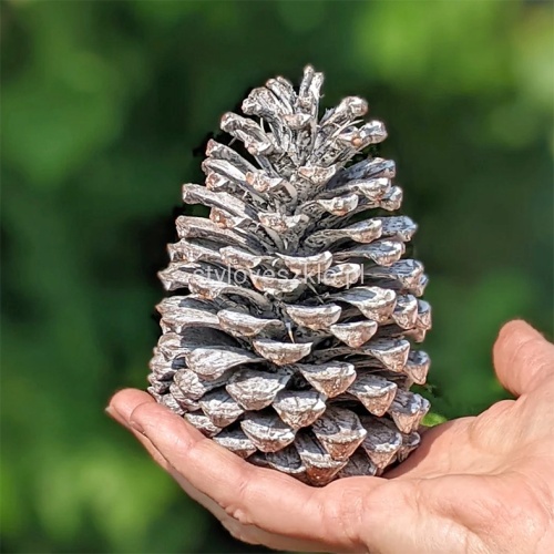 szyszka pinus Maritima Bielona.jpg