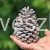 szyszka pinus Maritima Bielona.jpg