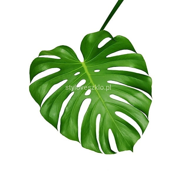 monstera3.jpg